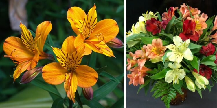 Alstroemeria