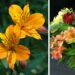 Alstroemeria