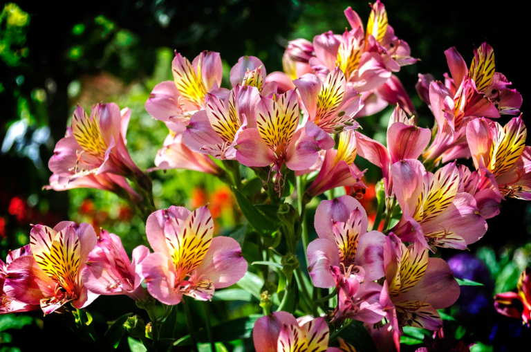 Alstroemeria Varieties: A Guide to Their Stunning Colors - Star Story